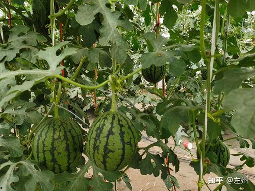 小吊瓜今日报价价格表,市场行情一览，价格波动解析”