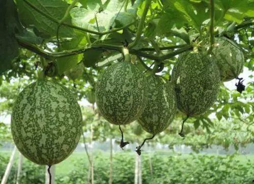 小吊瓜今日报价价格表,市场行情一览，价格波动解析”