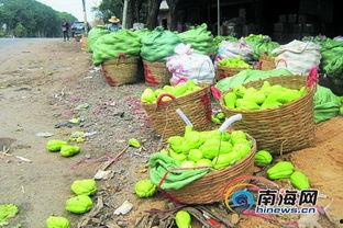 今日佛手瓜收购价