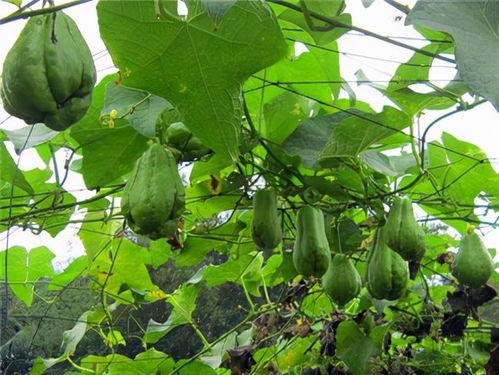 今日佛手瓜收购价