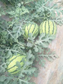 夏邑今日收瓜行情怎么样