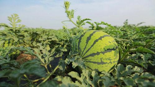 夏邑今日收瓜行情怎么样