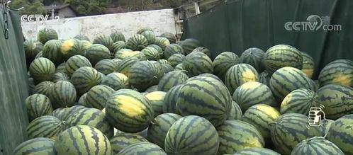 云南扁瓜今日价格行情最新,今日市场动态一览