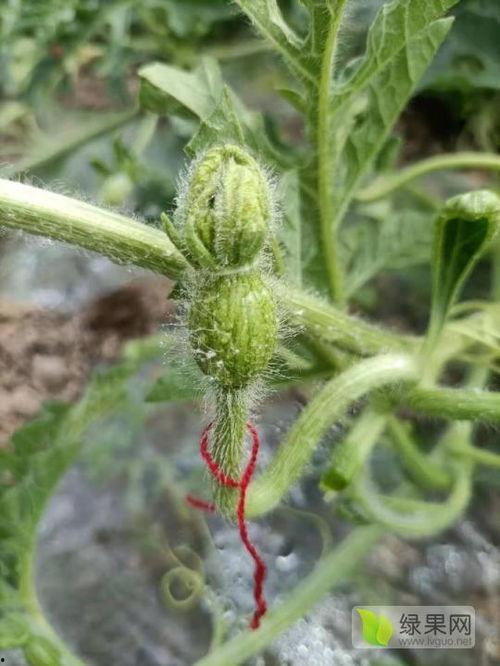 云南扁瓜今日价格行情最新,今日市场动态一览