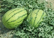 松瓜今日价格,探寻市场波动背后的秘密