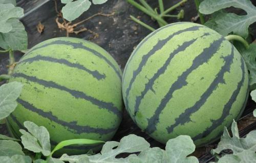 松瓜今日价格,探寻市场波动背后的秘密