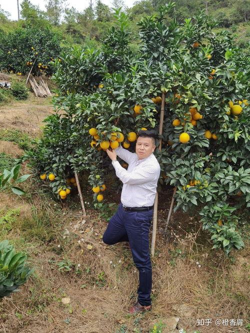 今日吊瓜多少钱一斤,每斤吊瓜多少钱？