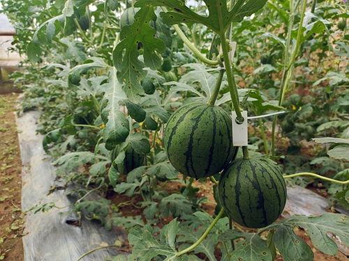 51吃瓜 今日吃瓜 中心,今日热点事件深度解析