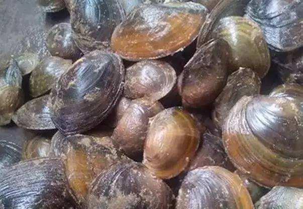 今日蚌牙头瓜多少钱一斤,今日行情一览，一斤多少钱？”