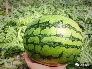 今日蚌牙头瓜多少钱一斤,今日行情一览，一斤多少钱？”