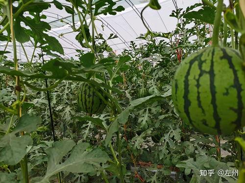 今日小吊瓜行情怎么样,涨跌互现，市场供需两旺