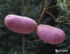 今日麻皮八月瓜价格,市场行情一览