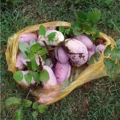 今日麻皮八月瓜价格,市场行情一览