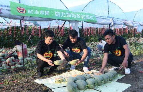 海南佛罗镇哈密瓜今日价格,品质佳品尽享丰收季