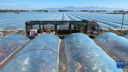 海南佛罗镇哈密瓜今日价格,品质佳品尽享丰收季