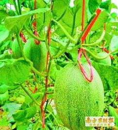 海南哈密瓜今日价格12月11号