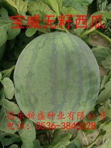 今日无瓜,揭秘瓜界奇闻轶事