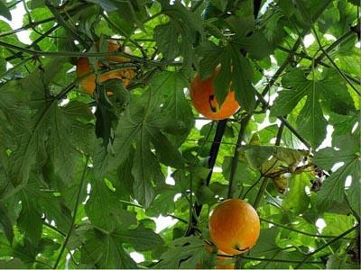 高碑店吊瓜价格今日行情,价格波动解析与市场动态