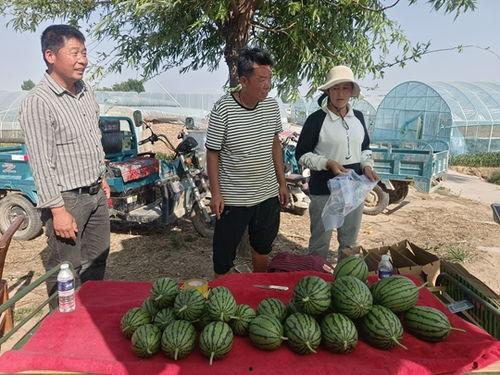 高碑店吊瓜价格今日行情,价格波动解析与市场动态