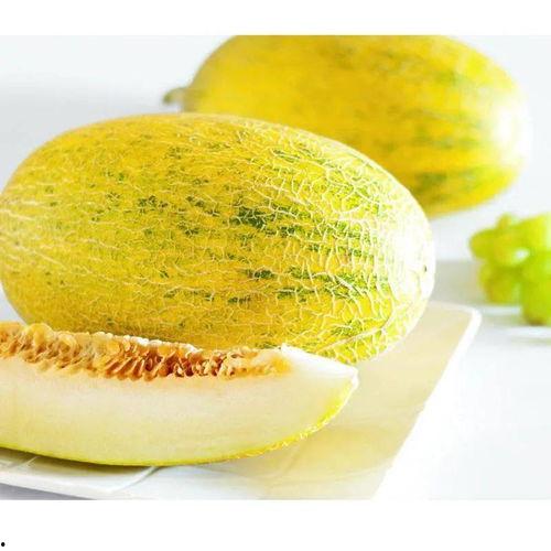 湖北鄂州今日哈密瓜价