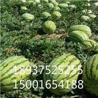 吐鲁番今日瓜价行情,今日瓜价走俏，甜蜜诱惑来袭