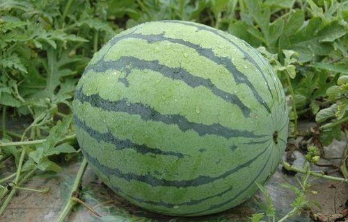 12月小吊瓜西瓜今日价,今日市场行情一览”