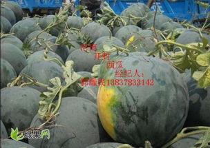 查询今日无籽瓜的价格,今日无籽瓜价格行情概述