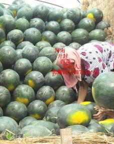 查询今日无籽瓜的价格,今日无籽瓜价格行情概述