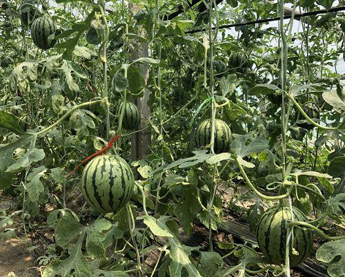 韩寺瓠瓜今日价格,价格行情一览”