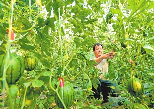 韩寺瓠瓜今日价格,价格行情一览”