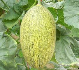 宁夏今日哈密瓜价格行情