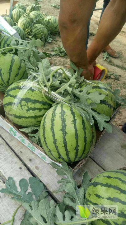 河南夏邑今日瓜价行情,新鲜瓜果价格走俏