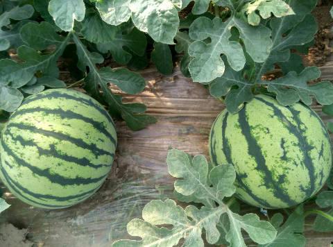 河南夏邑今日瓜价行情,新鲜瓜果价格走俏