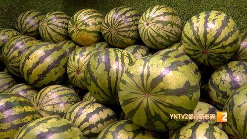 精品麒麟瓜今日价格,品质之选，价格透明