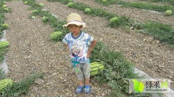 石头瓜今日行情价格,价格波动解析与市场趋势洞察”