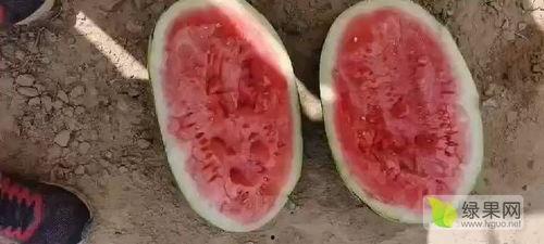 石头瓜今日行情价格,价格波动解析与市场趋势洞察”