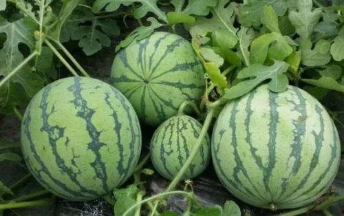 cgg今日吃瓜黑料,揭秘网络黑料背后的真相