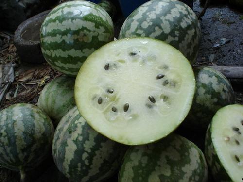 今日关山绿宝瓜价格,价格行情一览”