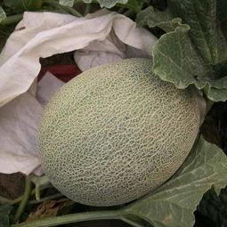 今日关山绿宝瓜价格,价格行情一览”