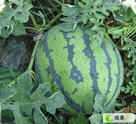 哈米瓜产地今日价,新鲜直供，价格行情一览”