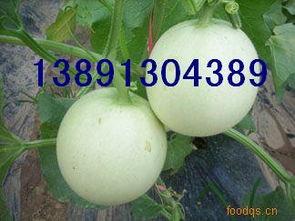 哈米瓜产地今日价,新鲜直供，价格行情一览”