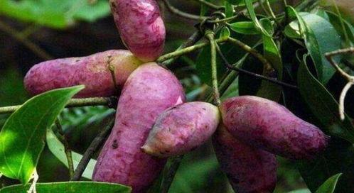 今日红棕八月瓜价格,市场波动下的价格解析