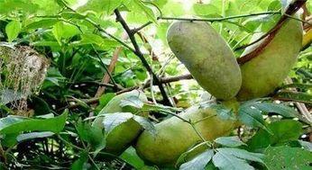 今日红棕八月瓜价格,市场波动下的价格解析