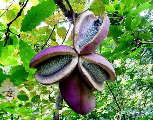 今日红棕八月瓜价格,市场波动下的价格解析