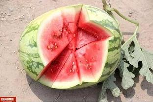上海今日头条卖瓜,揭秘卖瓜背后的故事，带你领略瓜农的辛勤与智慧